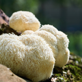 Lion's Mane (organic)