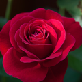 Rose petal (premium grade)